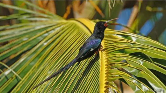 Burung kayu hijau atau green wood hoopoe (Foto: Mike Wiker/NPL)
