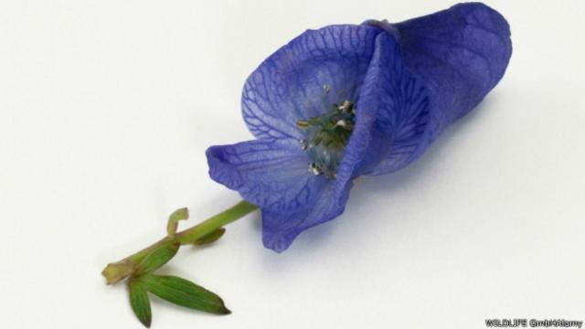 La flor de la Aconitum contiene una sustancia que ralentiza el corazón y puede terminar matando a la víctima.