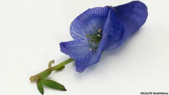 La flor de la Aconitum contiene una sustancia que ralentiza el corazón y puede terminar matando a la víctima.