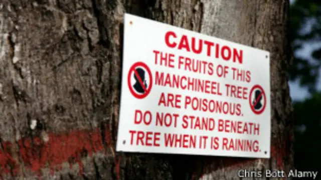 Un aviso para mantenerse alejado del manzanillo. El conocimiento de las plantas peligrosas podría salvarte la vida.