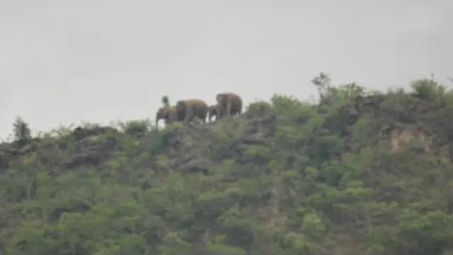 wild_elephants_