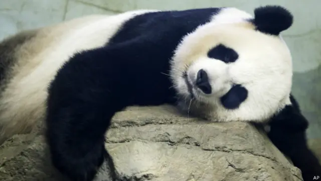 Мэй Сянь ранее родила четырех детенышей, лишь двое из которых выжили 