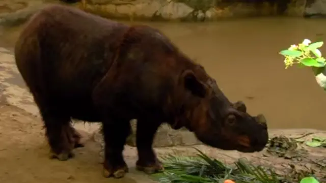 Harapan lahir di Kebun Binatang Cincinnati, AS, delapan tahun lalu.