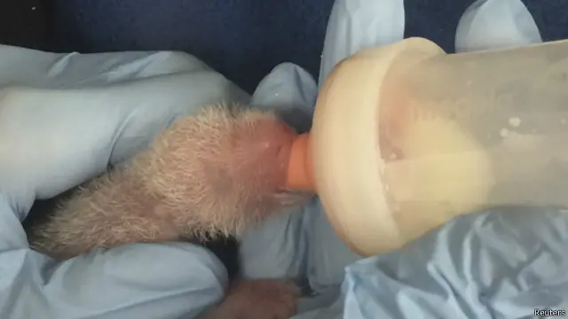 Bayi panda 