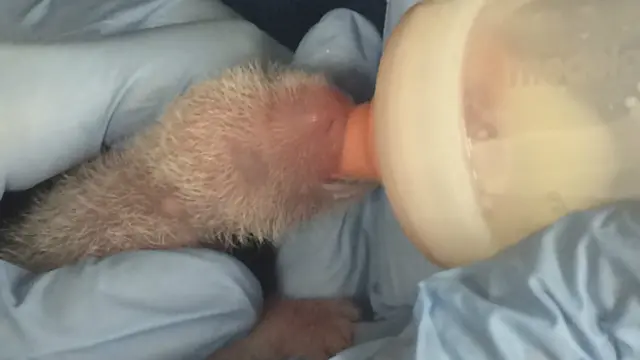 Медвежата появились на свет с помощью искусственного оплодотворения.