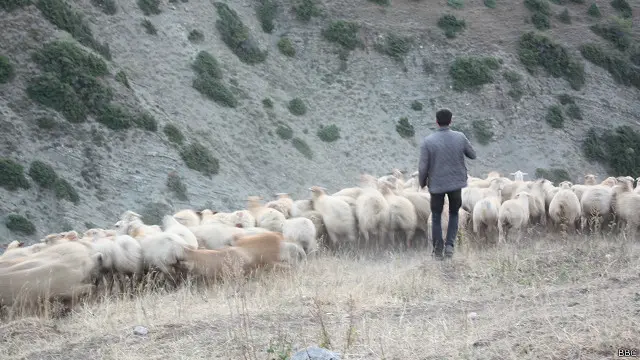 Qoyunlarla daşlı-qayalı cığırları yüksəkliyə qalxmaq çətin görünsə də, çobanlar buna vərdiş edib