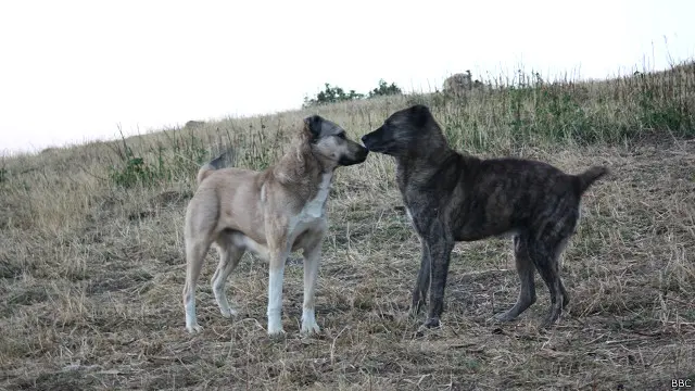 Qoyunları yırtıcı heyvanlardan qorumaq üçün çobanlar bir neçə it saxlayır