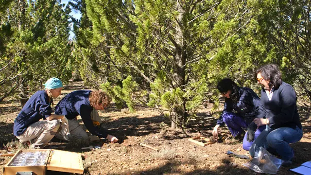 Recogiendo muestras de hojarasca de ciprés en la parcela del proyecto CypFire. 