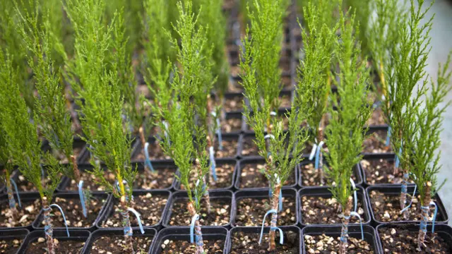 Variedades seleccionadas de ciprés mediterráneo var. horizontalis