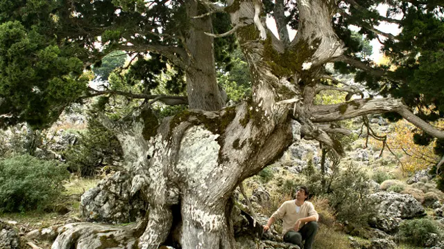 Ciprés monumental en el Bosque de Tavri, Montañas Blancas, Creta, Grecia.