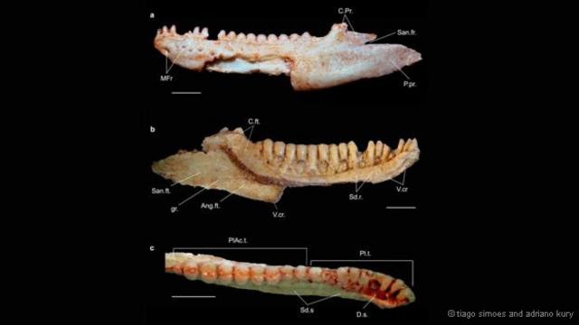 Lagartos são divididos em subgrupos segundo posição de seus dentes