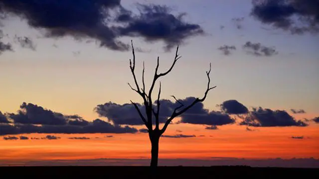 100.000 burung rawa mati setiap tahunnya karena ditembak dengan peluru timbal.
