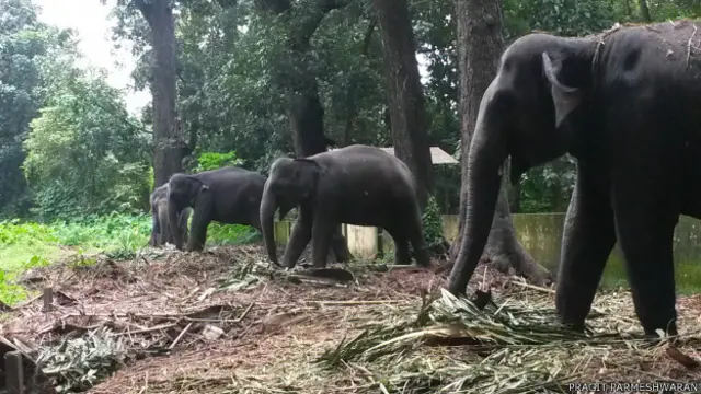 कोडानाड में प्रशिक्षण ले रहे हाथी. 