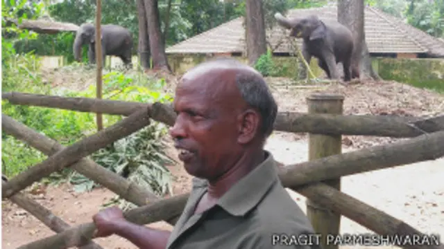 महावत थॉमस कुंजु