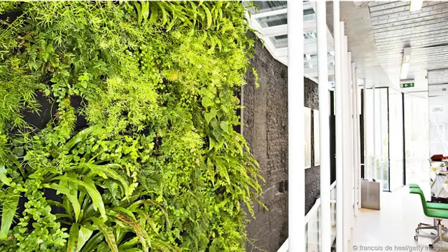 Зеленая стена в офисе