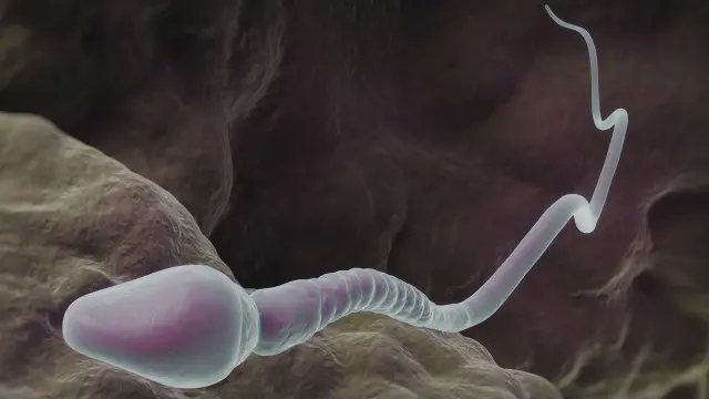 捐精者需要經過嚴格的測試