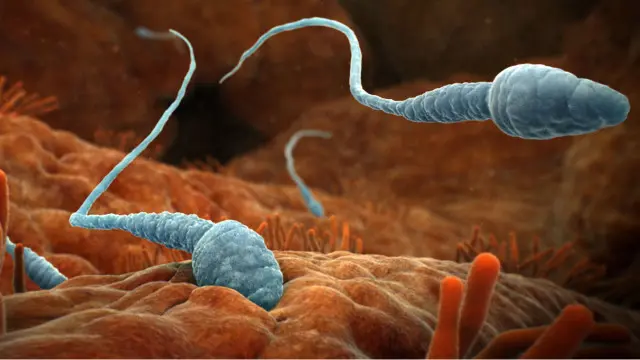 Ogizdan kokraklarga oqadigan sperma toplami Ogizdan kokraklarga oqadigan sperma toplami