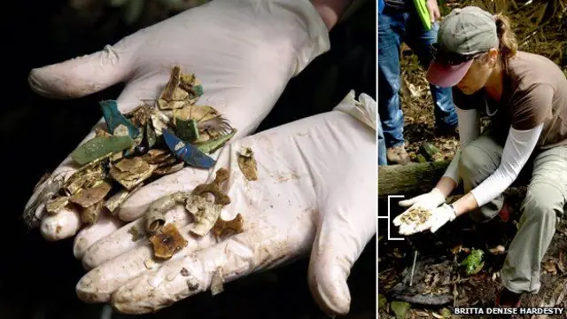 من المرجح أن أحشاء أي طائر بحري نافق تحتوي على مخلفات بلاستيكية.