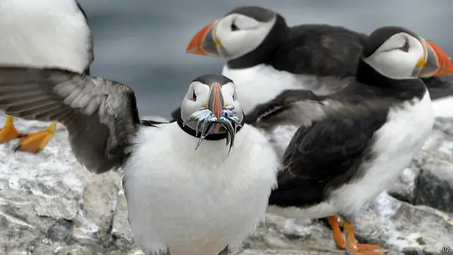 بالنسبة للطيور البحرية التي تبحث عن طعام، قد تبدو قداحة لامعة أو غطاء زجاجة كسمكة