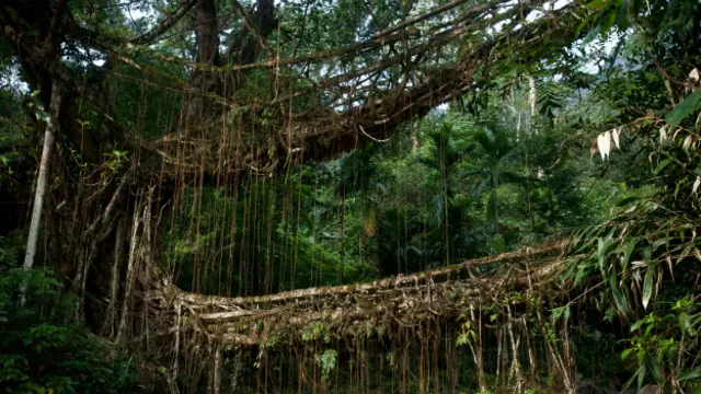 Những cây cầu 'sống' được người dân địa phương làm từ rễ cây