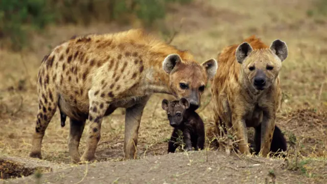 Hienas