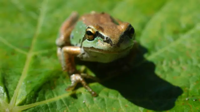 Una rana