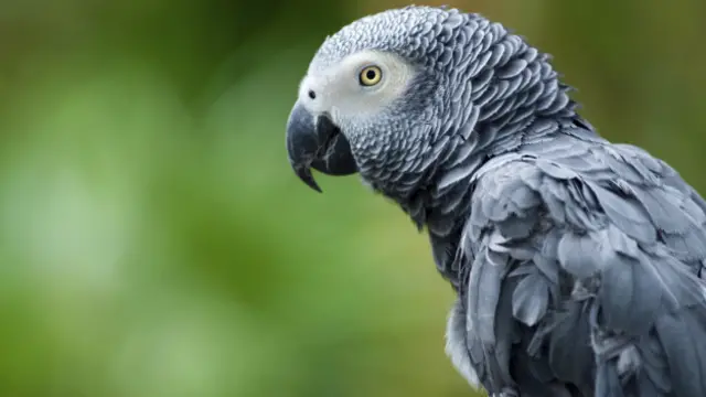 Un perico gris africano