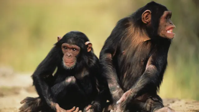 Chimpancés