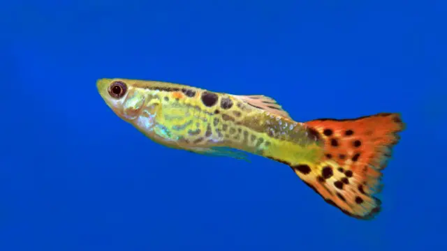Un guppy