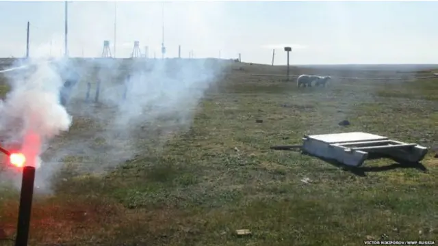 هواشناسان تلاش کردند تا این خرس‌ها را با منور بترسانند اما این کار باعث فرار خرس‌های قطبی نشد