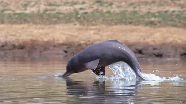 Гангский дельфин