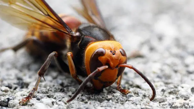Азиатский гигантский шершень