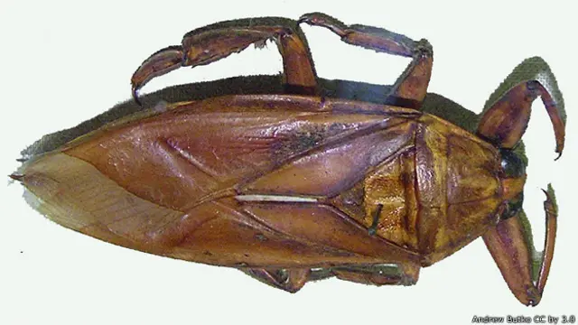 Гигантский водяной клоп