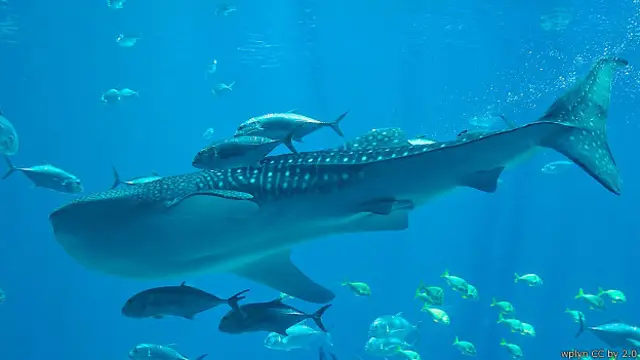 Китовая акула