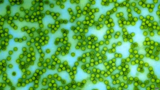 पोलियो विषाणु