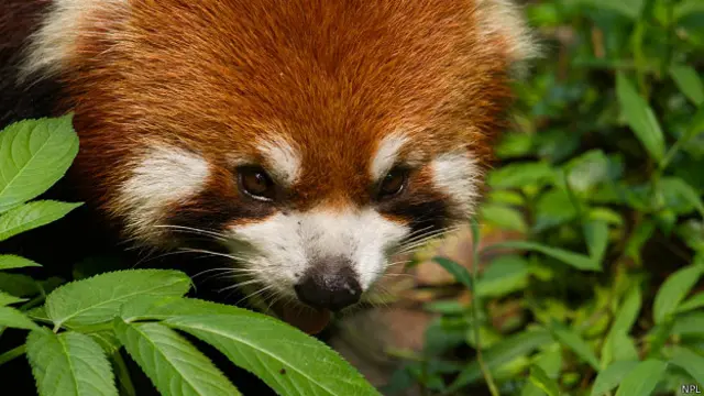 Малая панда