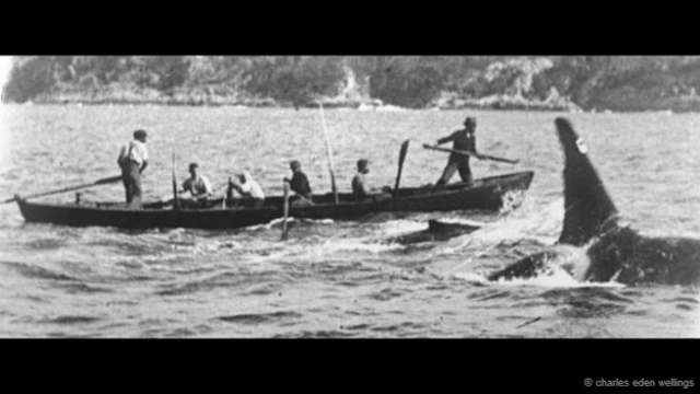 الحوت المعروف باسم "توم العجوز" وهو يسبح قرب صائدي الحيتان