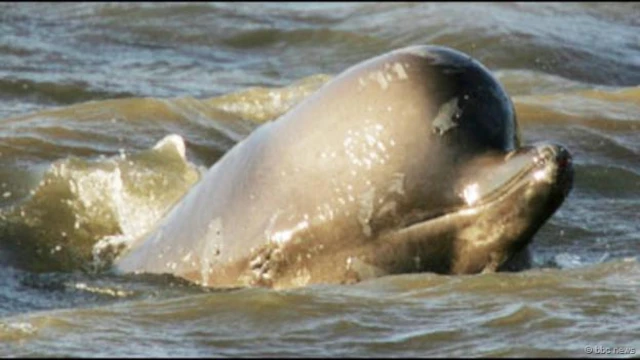 "الحوت الشمالي ذو الأنف الشبيهة بالزجاجة" الذي سبح في نهر التايمز