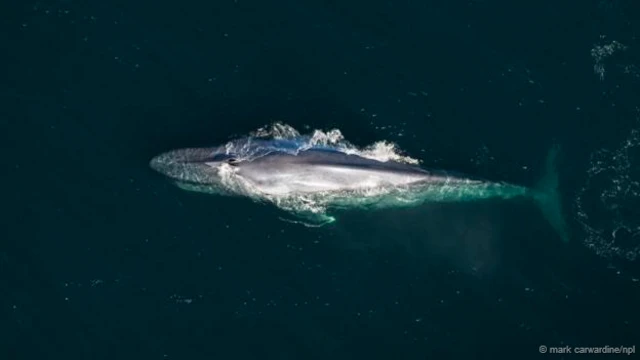 لا يزال هناك الكثير لنتعلمه حول الحيتان المنتمية لنوع "الحوت الأزرق"