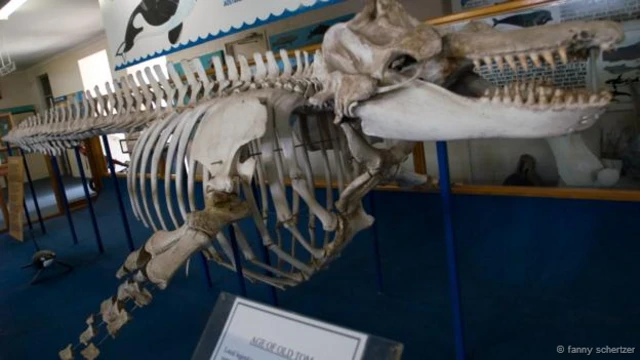 لا يزال الهيكل العظمي لـ"توم العجوز" معروضا حتى اليوم