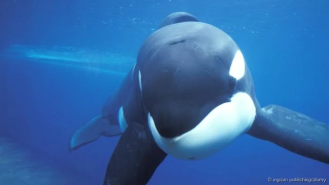 كيكو.. حوت قاتل حظي بالنجومية