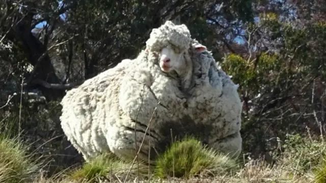 Заросшая шерстью овца
