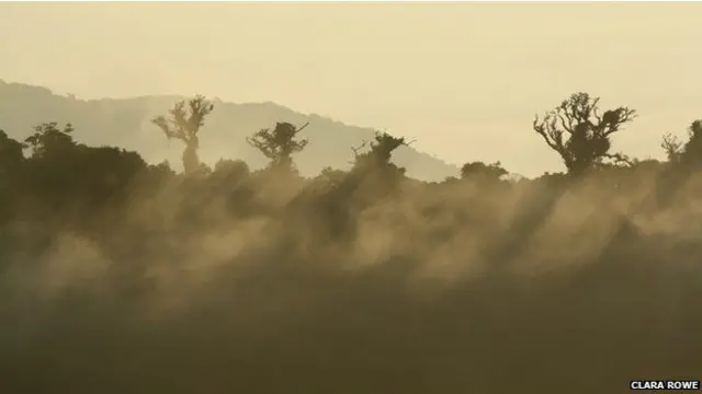 اس سے پہلے دنیا بھر میں درختوں کا لگایا جانے والا تخمینہ 400 ارب تھا