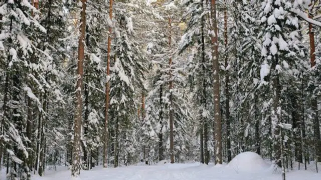 کرہ ارض میں ہر شخص 420 سے زیادہ درختوں کی نمائندگی کرتا ہے