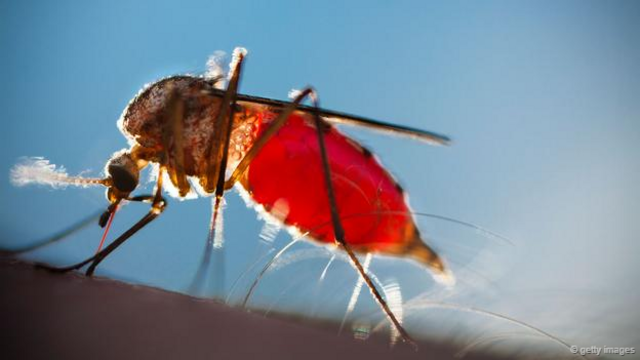 脚越臭，对某些种类的蚊子就越有吸引力。(图片来源: Getty Images)