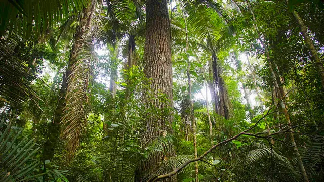 Тропический лес