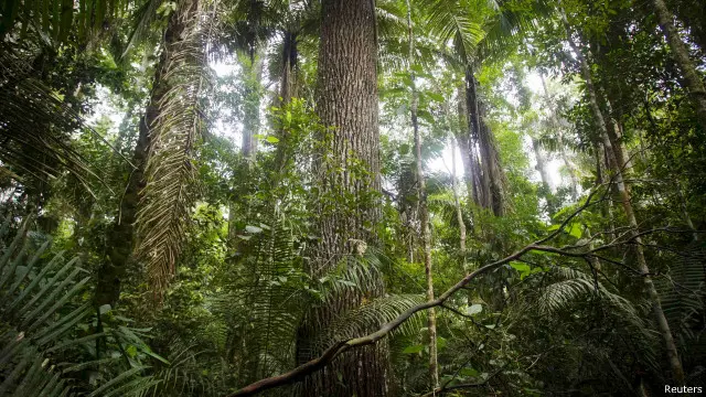 အခု အကဲဖြတ်ချက်မှာ သစ်တောပေါင်း ၄ သိန်းကျော်ရဲ့ အချက်အလက်တွေကို အသုံးပြုခဲ့။