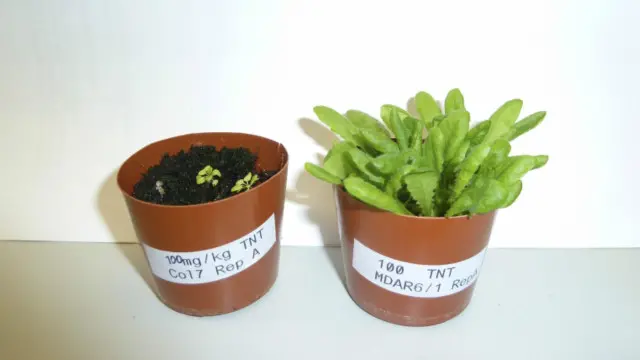 "تي ان تي" المتفجرة ليست سامة للنبات فحسب بل للحيوانات والحياة البحرية ايضا