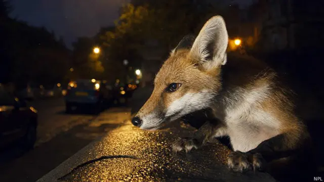 Лондонская лиса