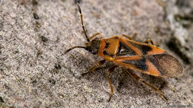 Клоп-наземник (Arocatus longiceps), лондонский район Чизик